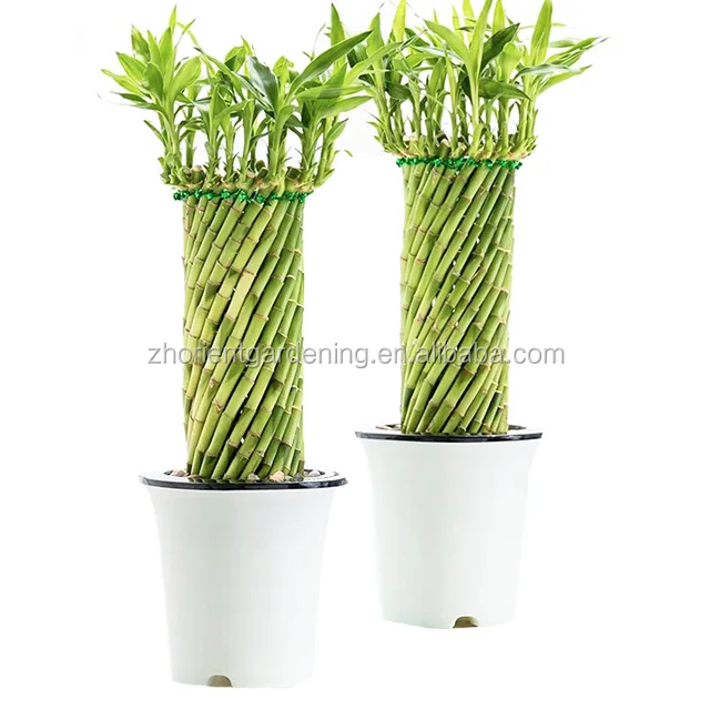 编织风水竹幸运流行竹幸运植物 Buy 竹幸运植物 竹幸运 幸运竹product On Alibaba Com