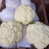 Fresh white cauliflower