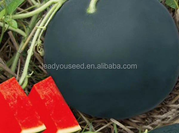 Купить Семена Арбуза Из Китая Цена Фото