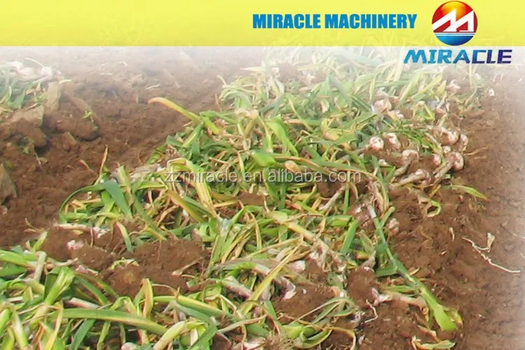 Top Sale Garlic Harvester,Small Harvester Garlic,Fresh Garlic Process