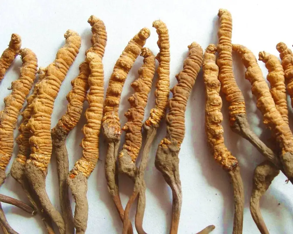 mushroom powder 7 Polysaccharide Extract Powder Sinensis Cordyceps Natural