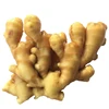 New China export 2018 fresh ginger good famer from cold room