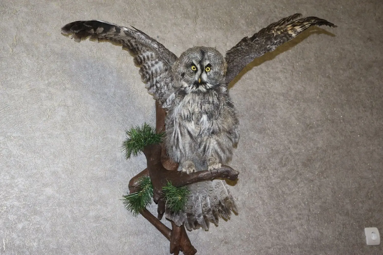 great horned owl taxidermy for sale