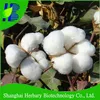2019 new cotton seeds with big cotton boll and high yield