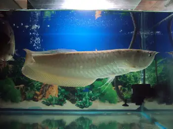 Tropical Fish Silver Arowana 1213 Cm  Buy Silver Arowana For Sale,Tropical Fish,Ornamental 