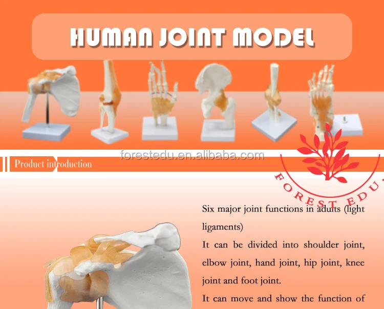 Demonstration Joint Model Series Clinical Human Shoulder,Elbow,Hip,Knee ...