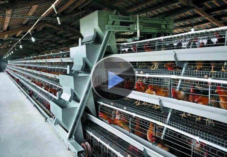 battery_broiler_chicken_cage_Wire_mesh_chicken_cage_.jpg