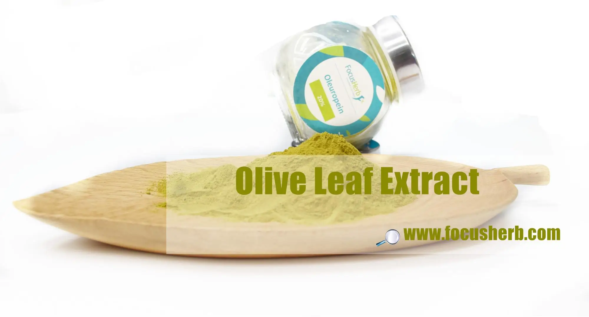 Focus Herb 10% - 50% Hydroxytyrosol , 20% - 80% Oleuropein , Olive Leaf Extract