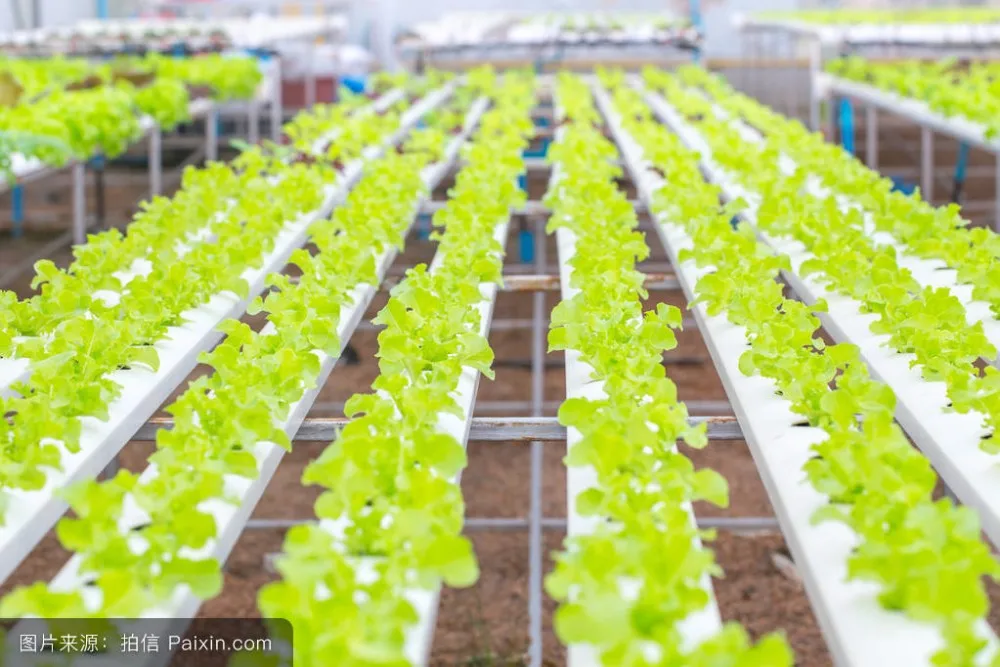 Planting Foam For Agriculture /soilless Culture Foam For Greenhouse ...