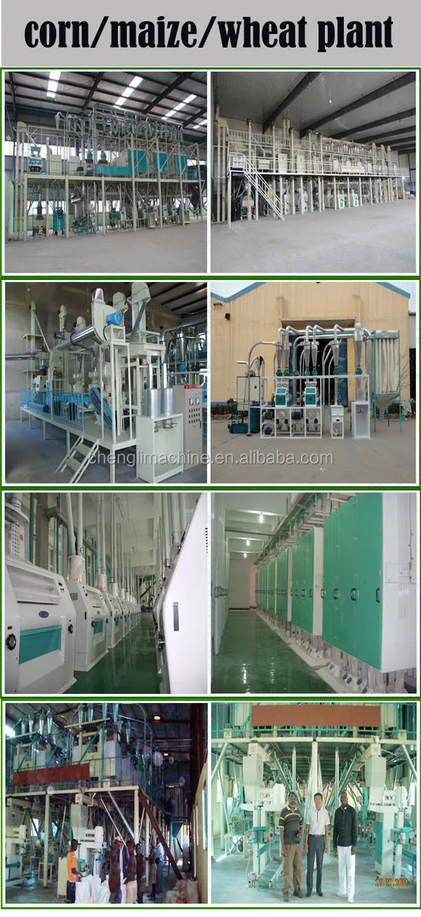 corn and wheat plant.jpg