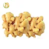 Buy fresh organic ginger root