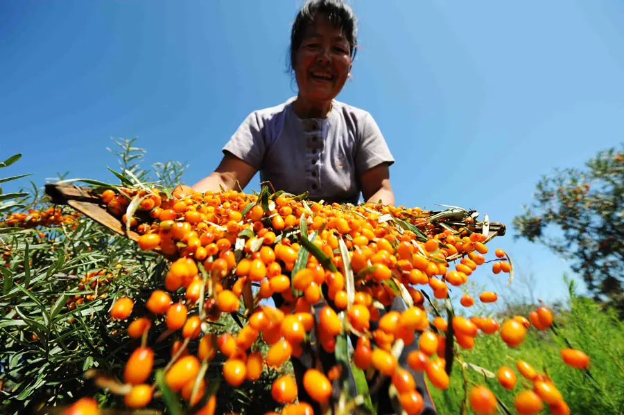 freeze dried seabuckthorn extract sea buckthorn fruit powder
