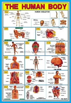 e-Ítaca - 100 VERY COOL FACTS ABOUT THE HUMAN BODY