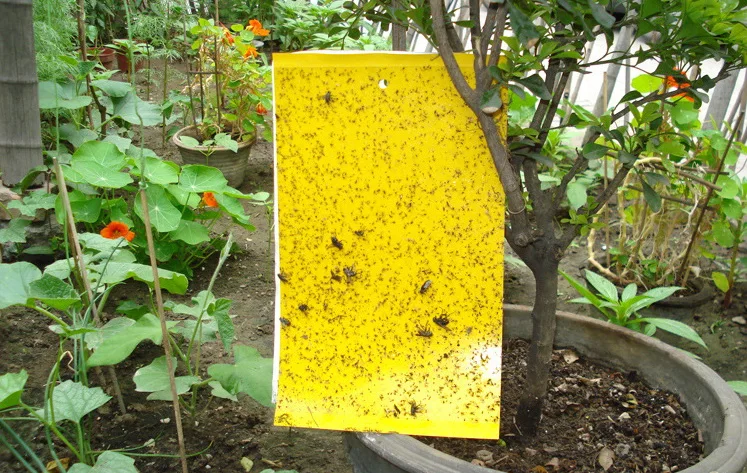  Mosquito Insect Glue Trap .jpg