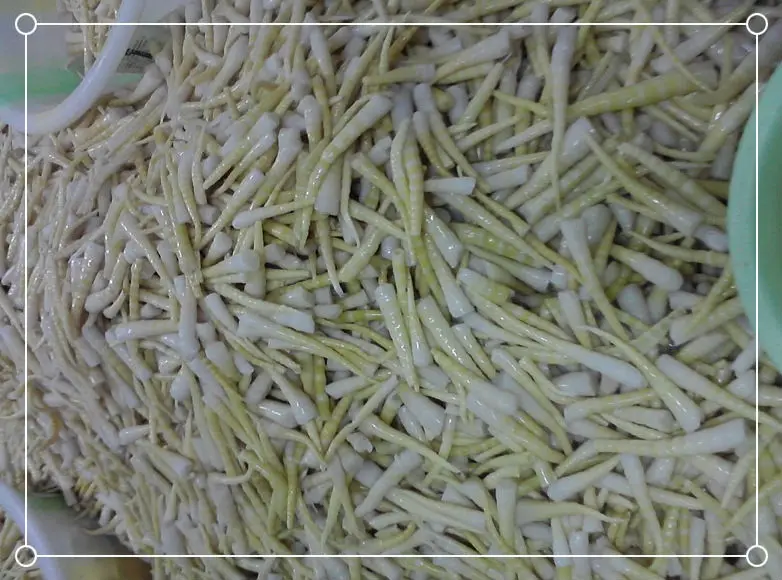 green food organic salted bamboo shoots