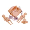 Delivery Birth Simulator Advanced Computer Women Antenatal Checkup High Quality Female Pregnant Pelvis Baby Head Skeleton Model