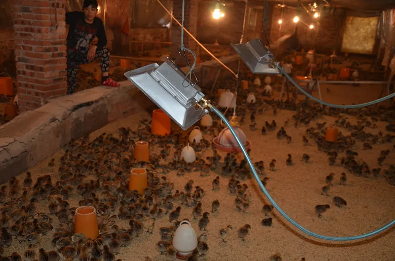 Infrared Radiant Poultry Gas Brooder Lamps Thd2606 Buy Brooder Lamp