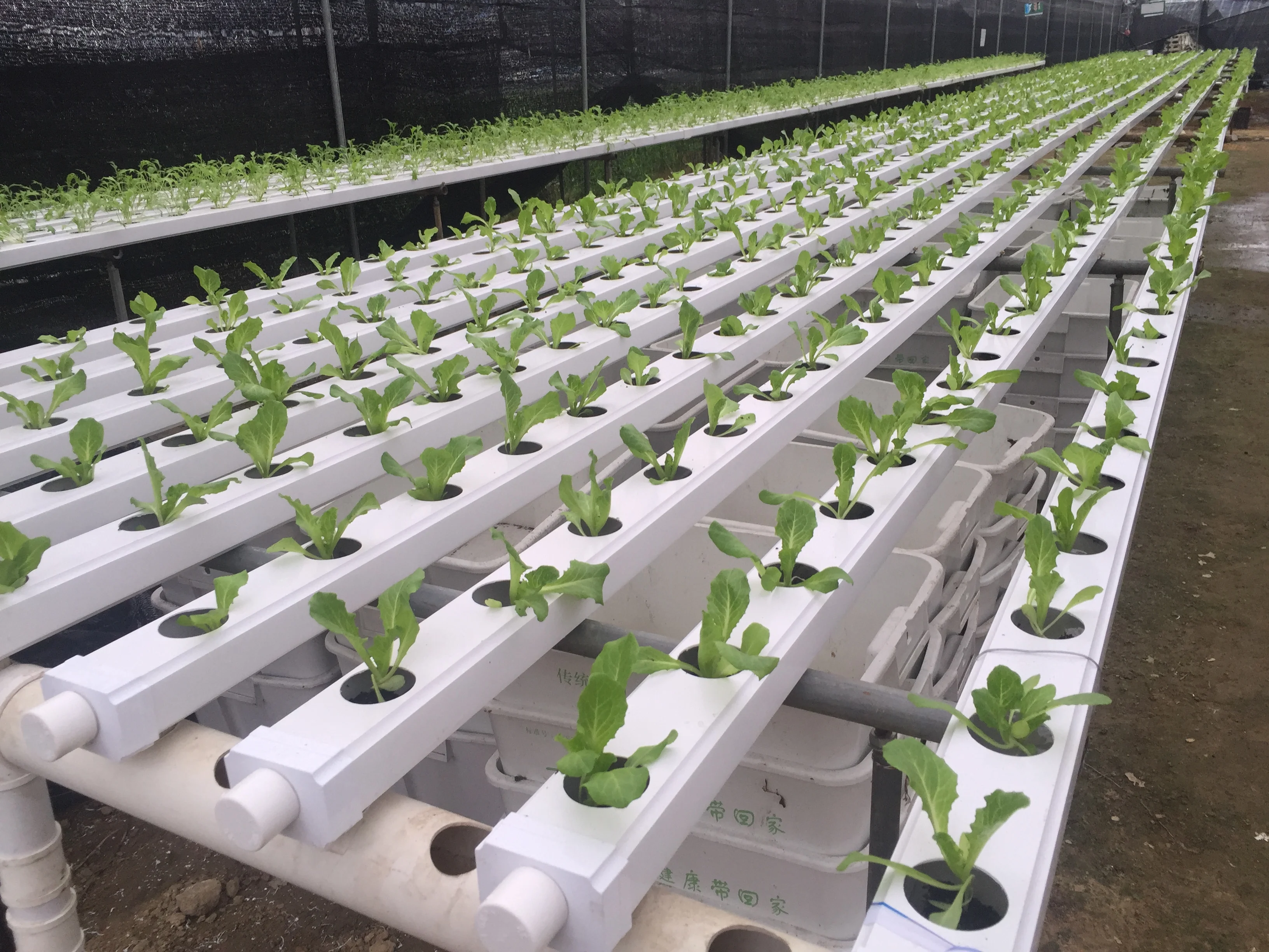 Hot Sale Pvc  Channel Hydroponic  Nft Growing Systems  For 