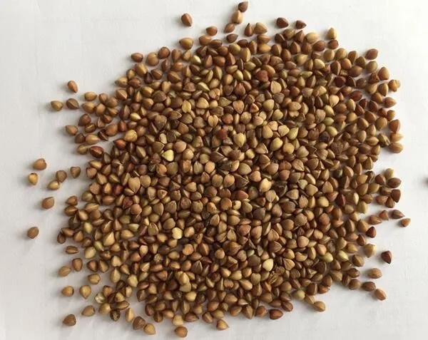 China Origin Whole Roasted Buckwheat Kernel Buy Buckwheat