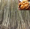 Walnut saplings