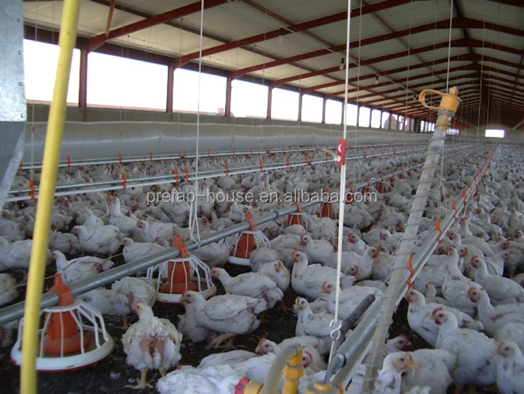 Steel poultry broiler galvanized low cost chicken farm