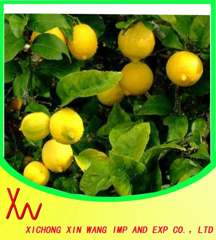 Lemon Buy Dry Lemon,Fresh Lemon,Lemons In Bulk Product on