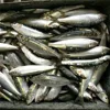 frozen sardine fish empty sardine cans garra rufa fish for sale