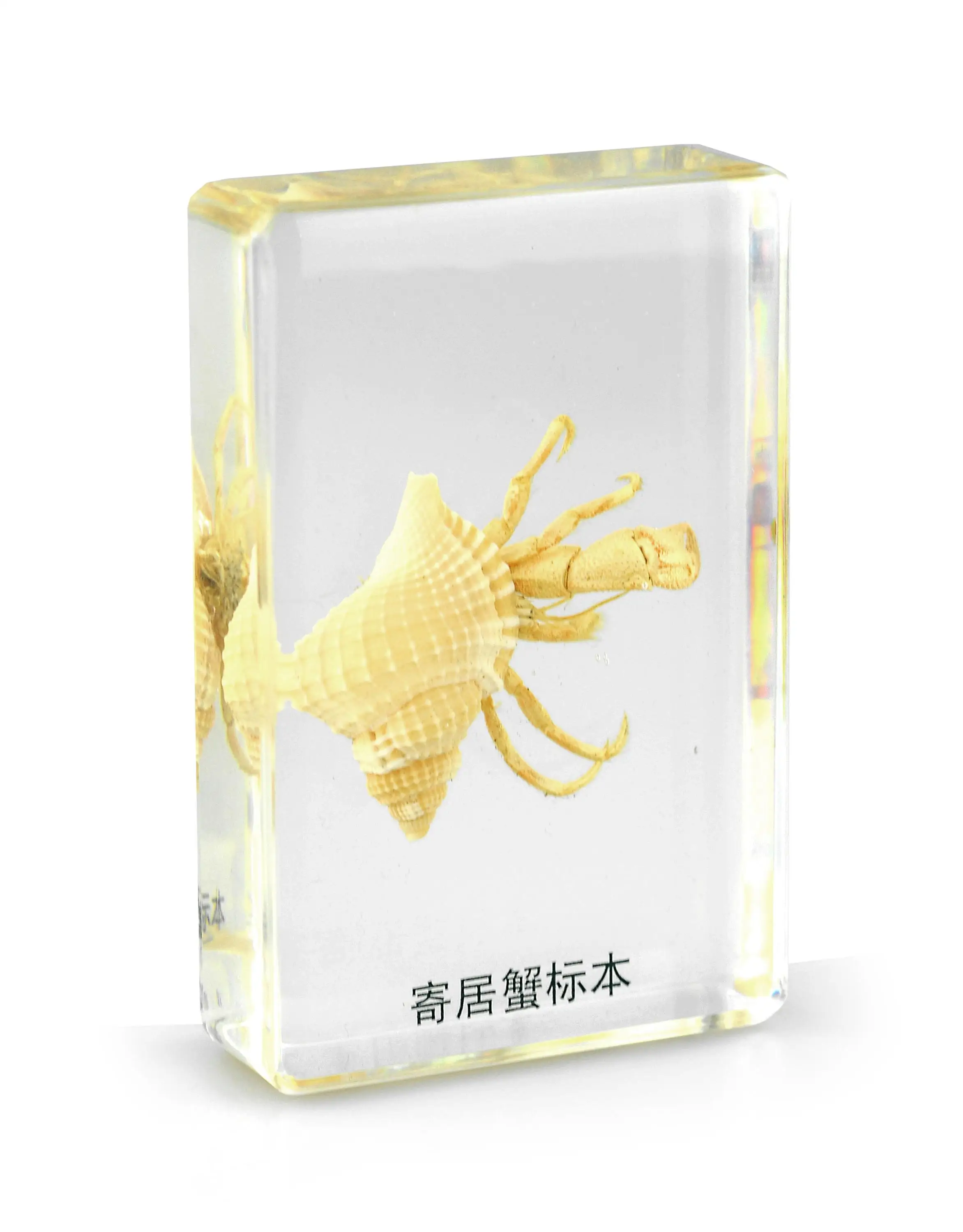 真正的水母嵌入式标本树脂教育教学指导学校礼物孩子