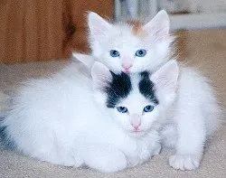 japanese bobtail kittens for sale