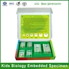 Qianfan Kids Biology Bean Germination Specimen plant specimen for science