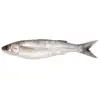 Frozen grey mullet