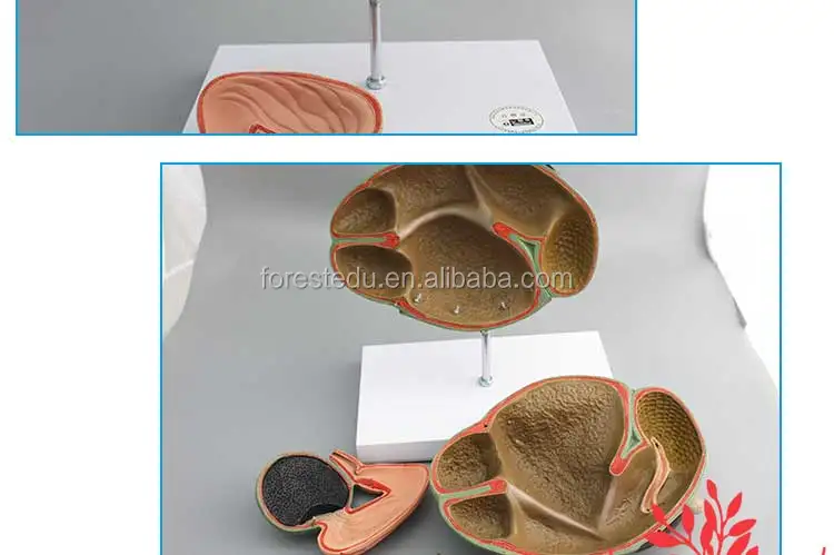 6 Cow anatomical model.jpg