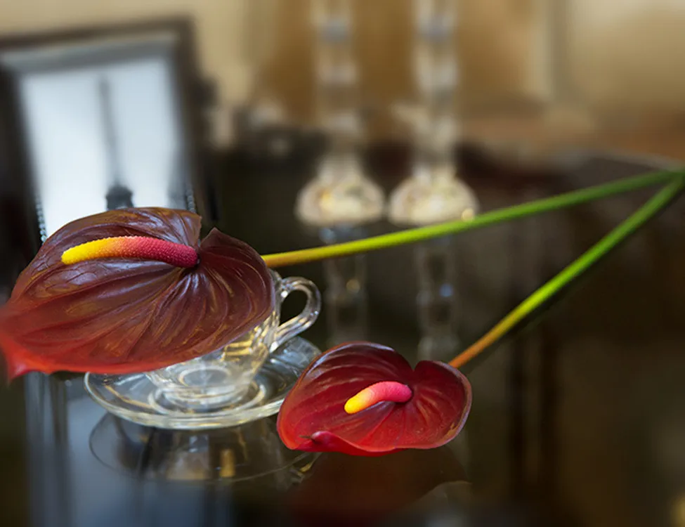 Anthurium Flowers And Plants Anthurium Plants For Sale Buy Anthuriums