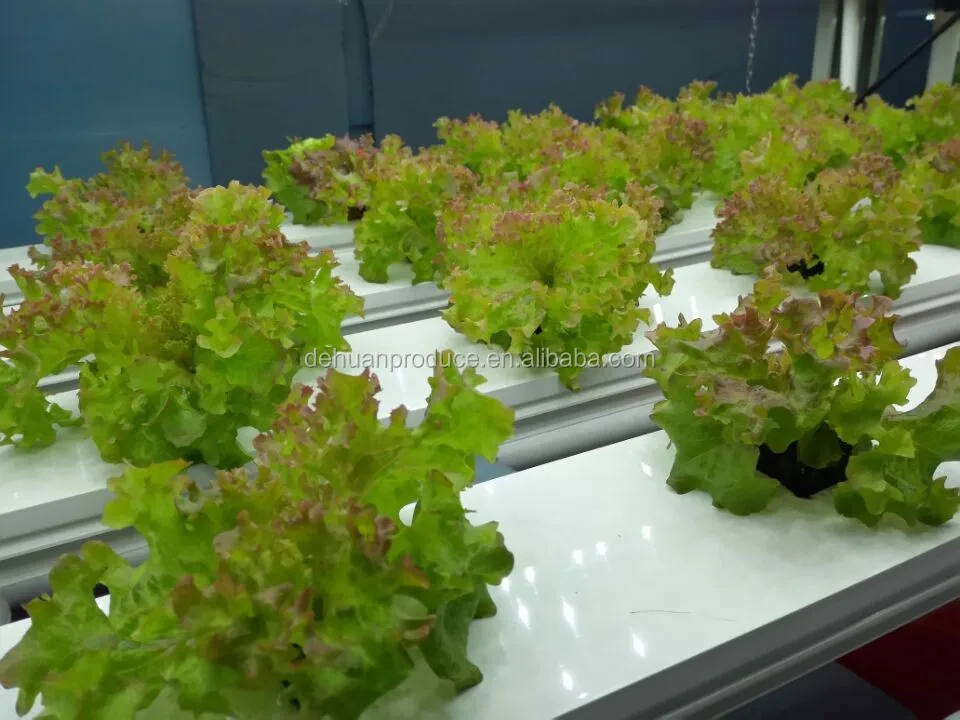 greenhouse hydroponic systems rolling
