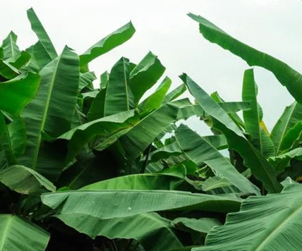 gmp 热卖高品质天然香蕉叶提取粉 - buy banana leaf extract,banana