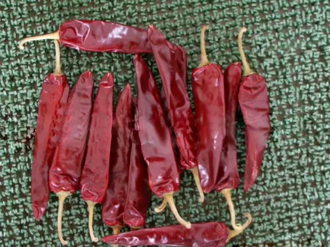 jinta chilli 01