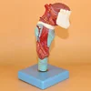 Anatomical Throat Anatomy Medical Model For Science Classroom Study,Throat Anatomy and Larynx Teeth Medical M