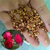 Mei gui Best price chinese yunnan bulk rose seeds flowers