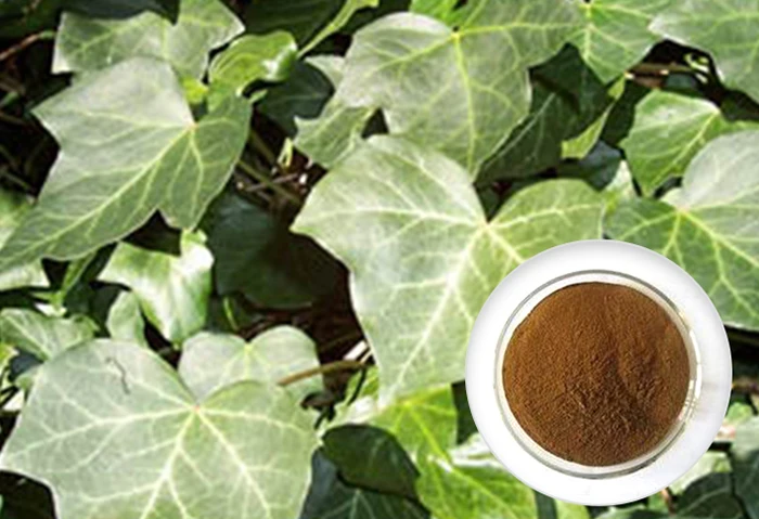 Leaf stem extract