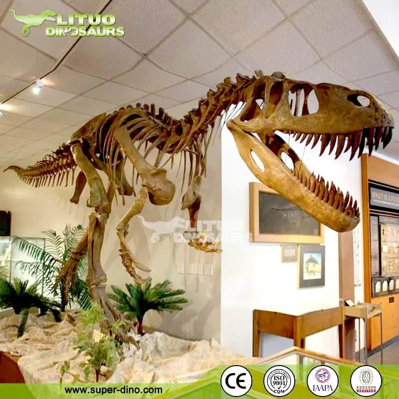 dinosaur skeleton life size