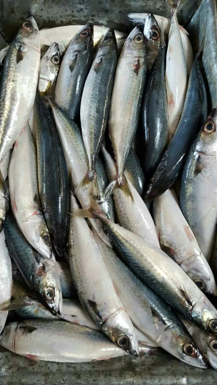 冷冻马鲭鱼圆 scad 价格