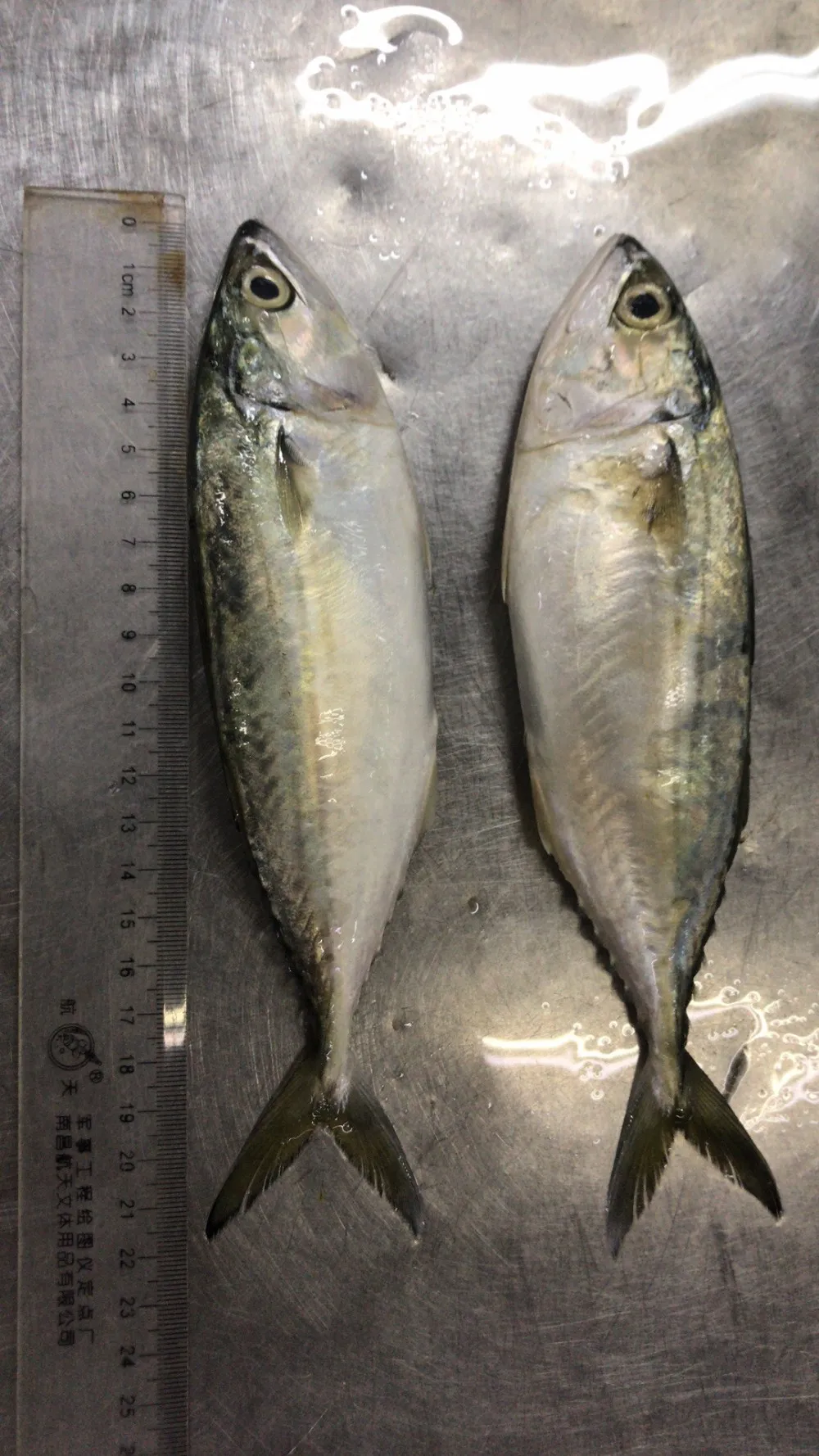 来自也门的冷冻印度鲭鱼