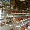 2018 Year Guangzhou A type 3 tiers layer egg chicken cage / broiler poultry cages for sale