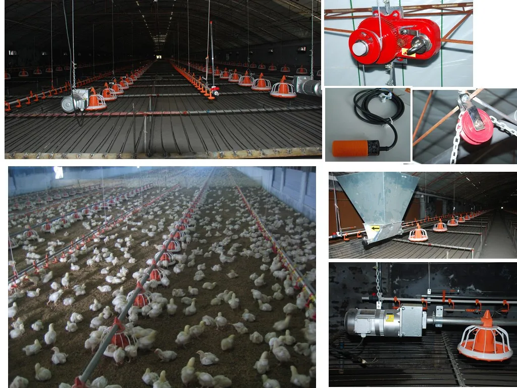 Full Automatic Used Poultry Farm Equipment For Sale Of Weifang Buy