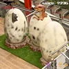 Artificial Robotic Dinosaur To Hatch an Egg