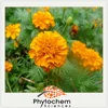 Best Bulk Price Marigold Extract 5% Lutein Ester Powder with stability for eye protection