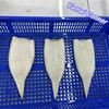 Spanish chemical all size baby giant squid clean tube