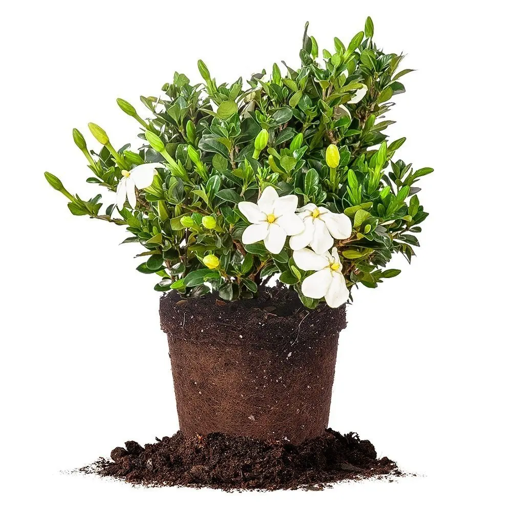 Gardenia Интернет Магазин Растений
