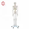 Cheap Plastic skeletons For Teaching Material