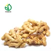 organic ginger price in china ( best quality, new season) for export